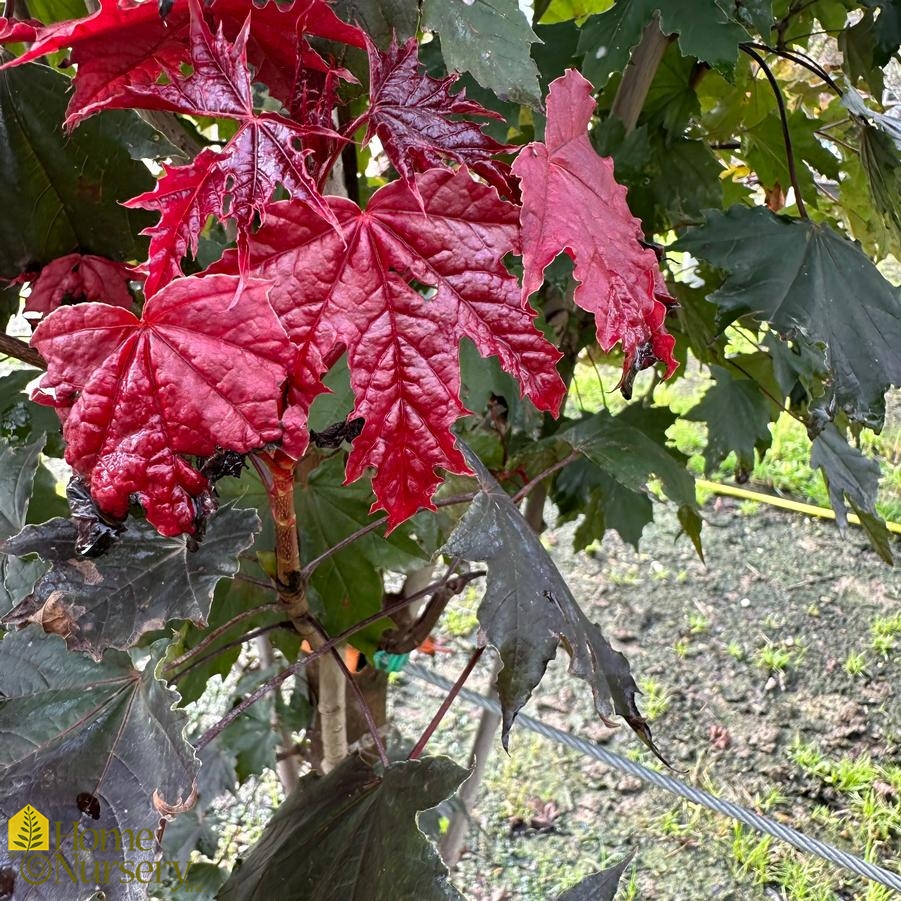 Acer platanoides 'Crimson Sentry'