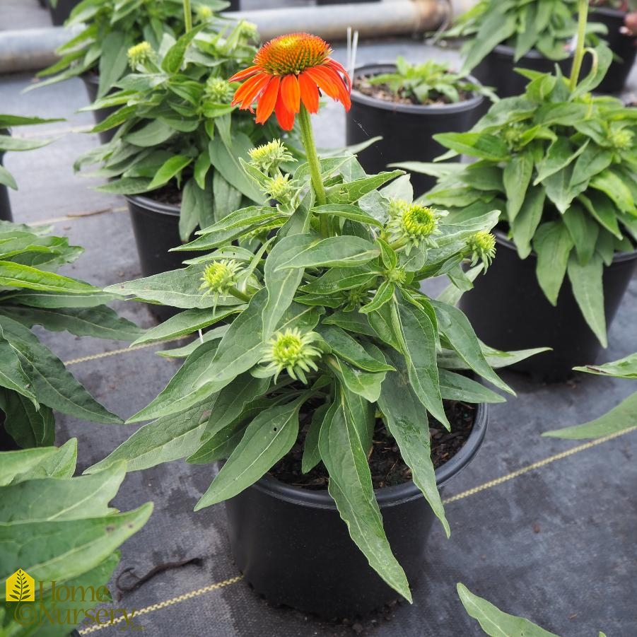 Echinacea x Sombrero® Adobe Orange