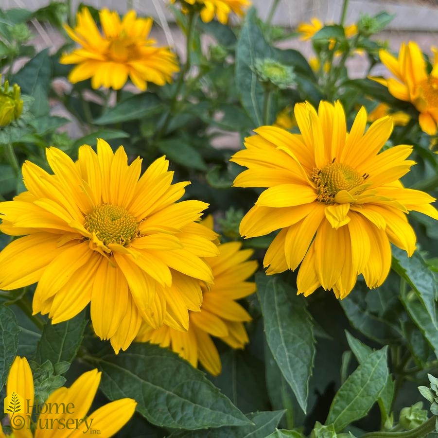 Heliopsis helianthoides Tuscan Gold™