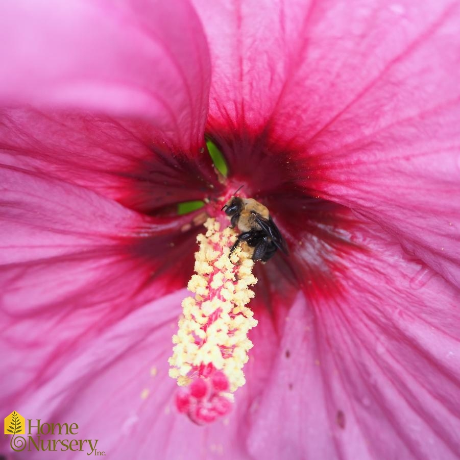 Hibiscus x Summerific® 'Berry Awesome'