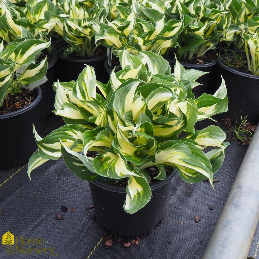 Hosta x 'Fire and Ice'