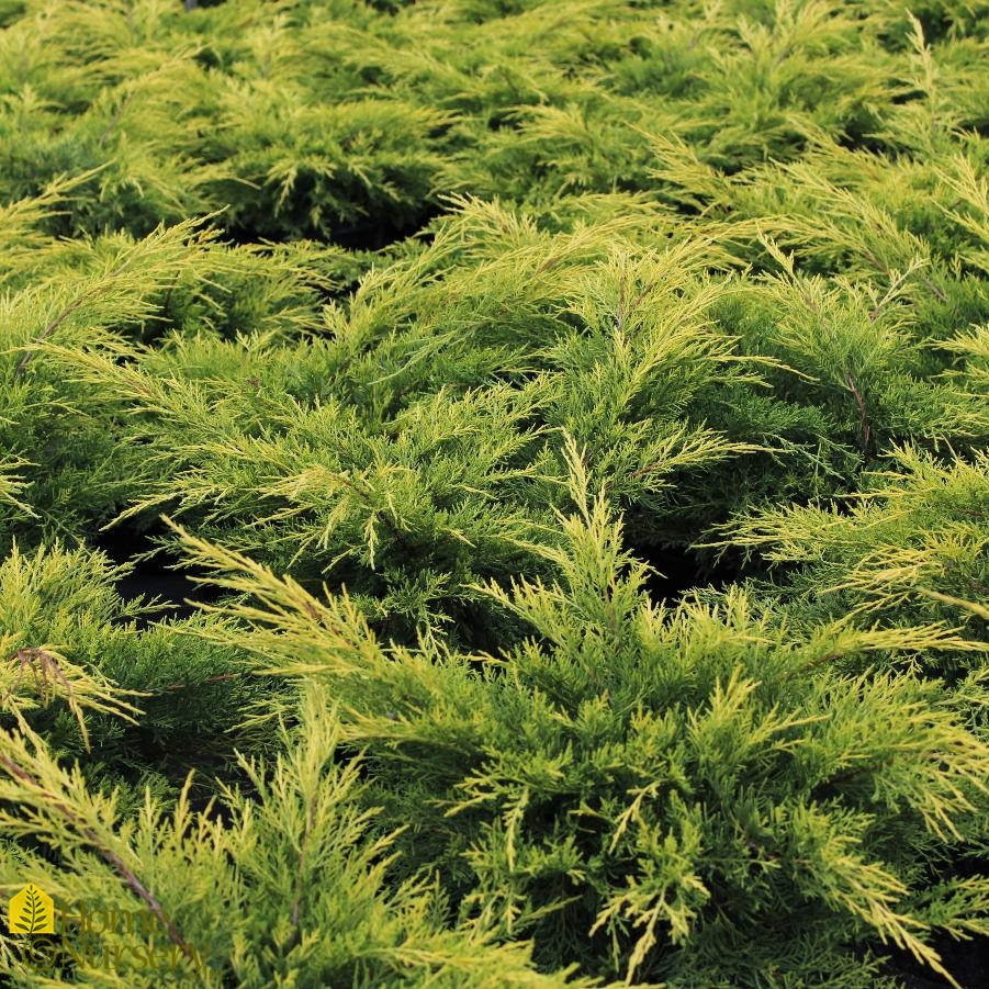 Juniperus chinensis 'Gold Lace'