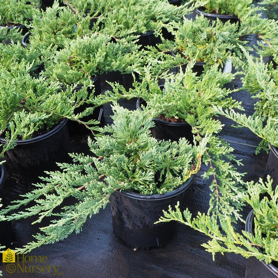 Juniperus horizontalis 'Wiltonii'
