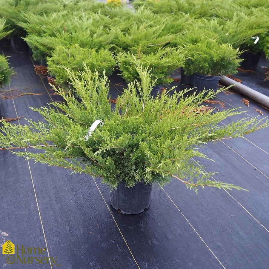 Juniperus sabina Calgary Carpet®