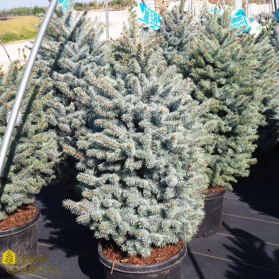 Picea pungens 'Baby Blueeyes'