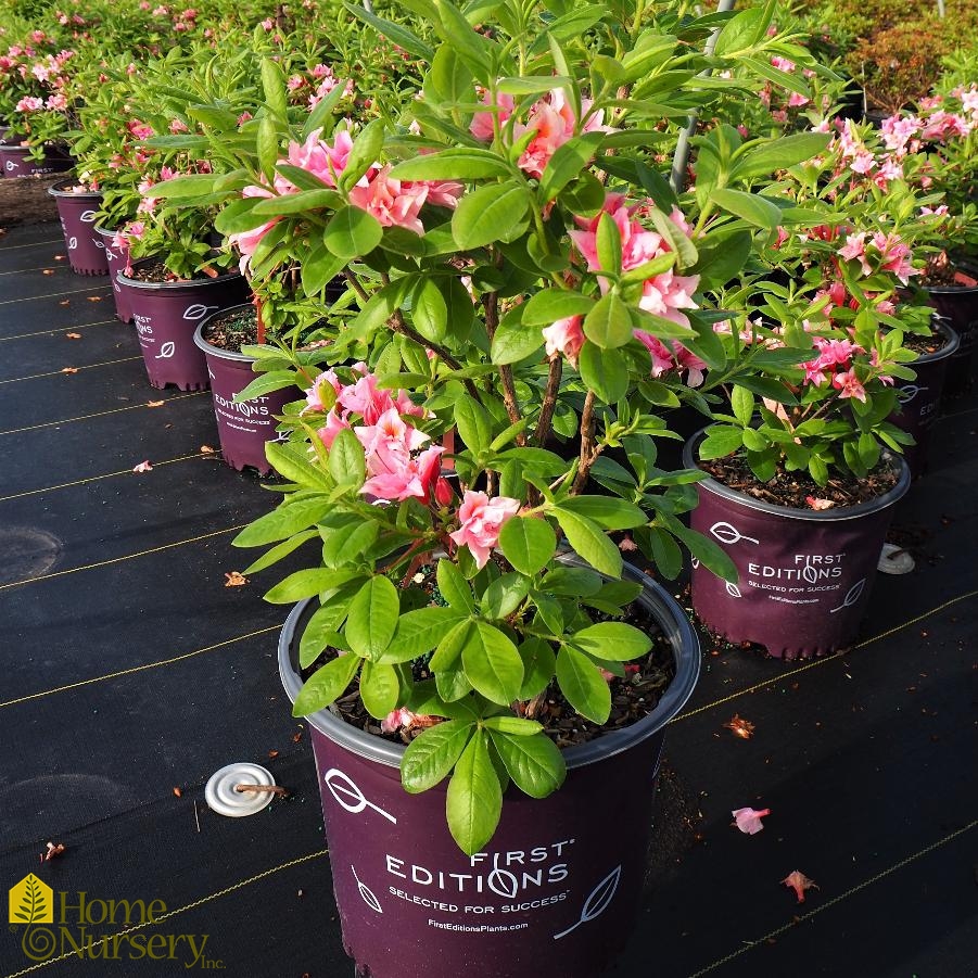 Rhododendron Electric Lights™Double Pink
