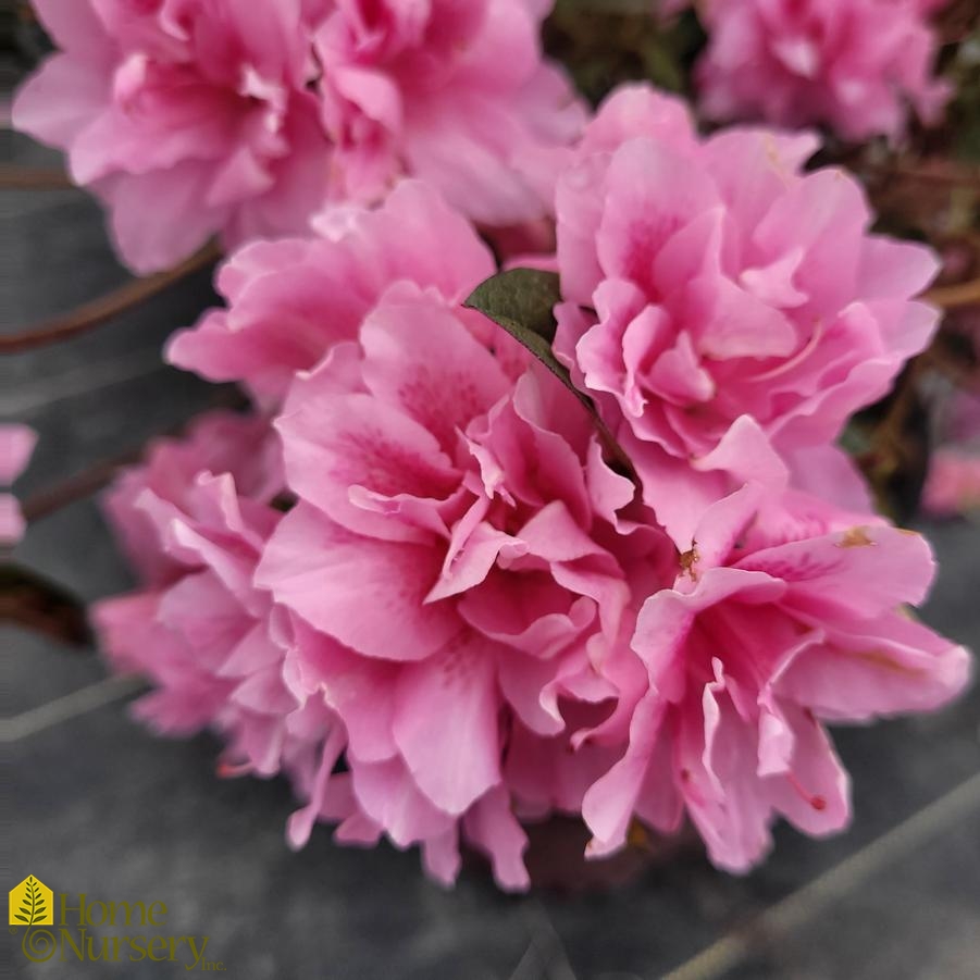 Rhododendron Encore® Autumn Carnation®