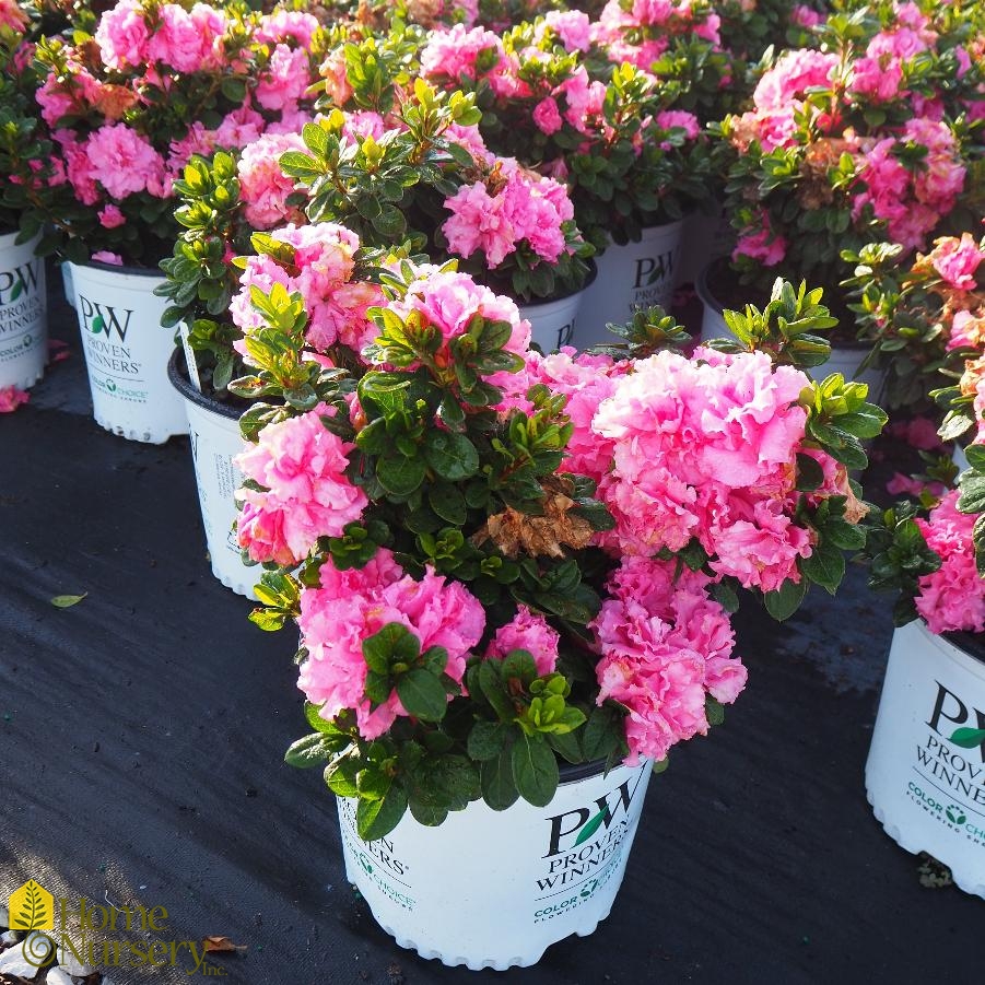 Rhododendron x Bloom-A-Thon® Pink Double