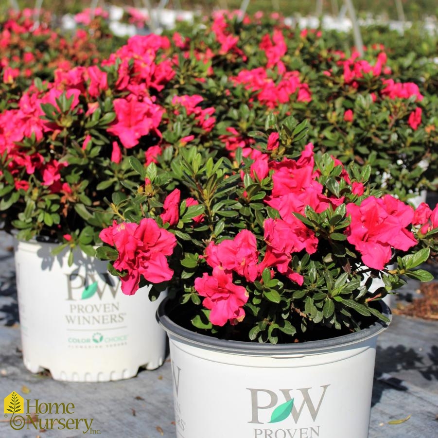 Rhododendron x Bloom-A-Thon® Red