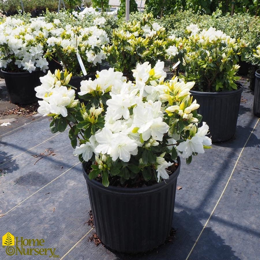 Rhododendron x 'Delaware Valley White'