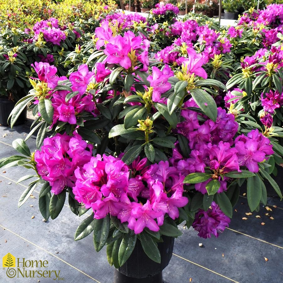 Rhododendron x Purple Passion