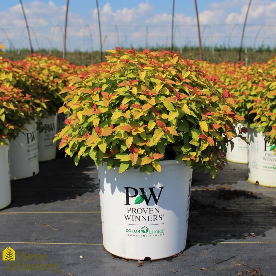 Spiraea japonica Double Play® Candy Corn®