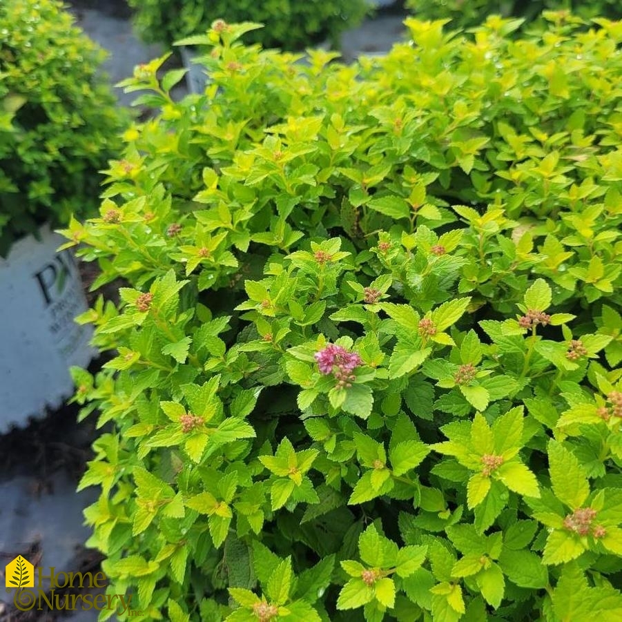 Spiraea japonica Double Play® Gold