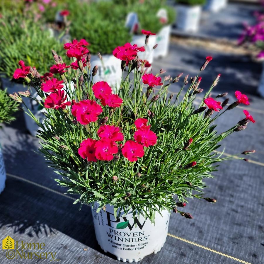 Dianthus x 'Paint the Town Red'