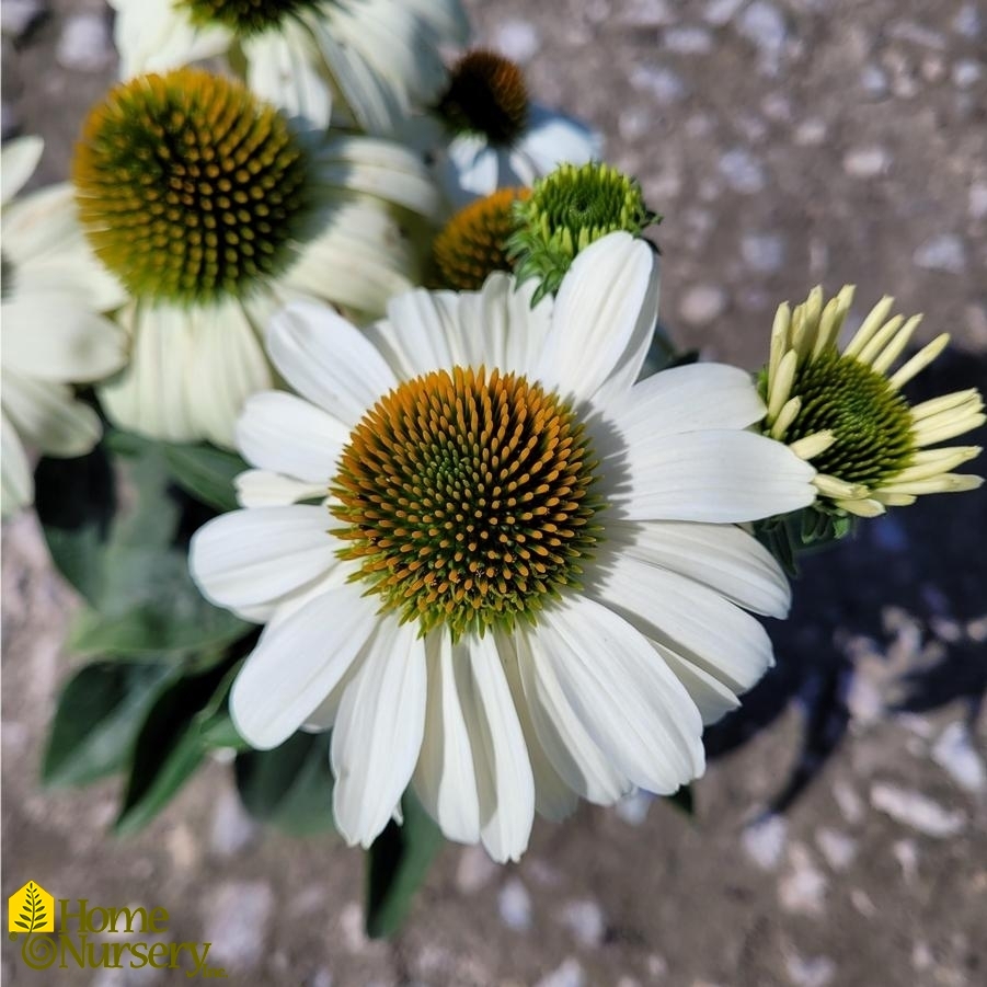 Echinacea x Color Coded™ 'The Price is White'