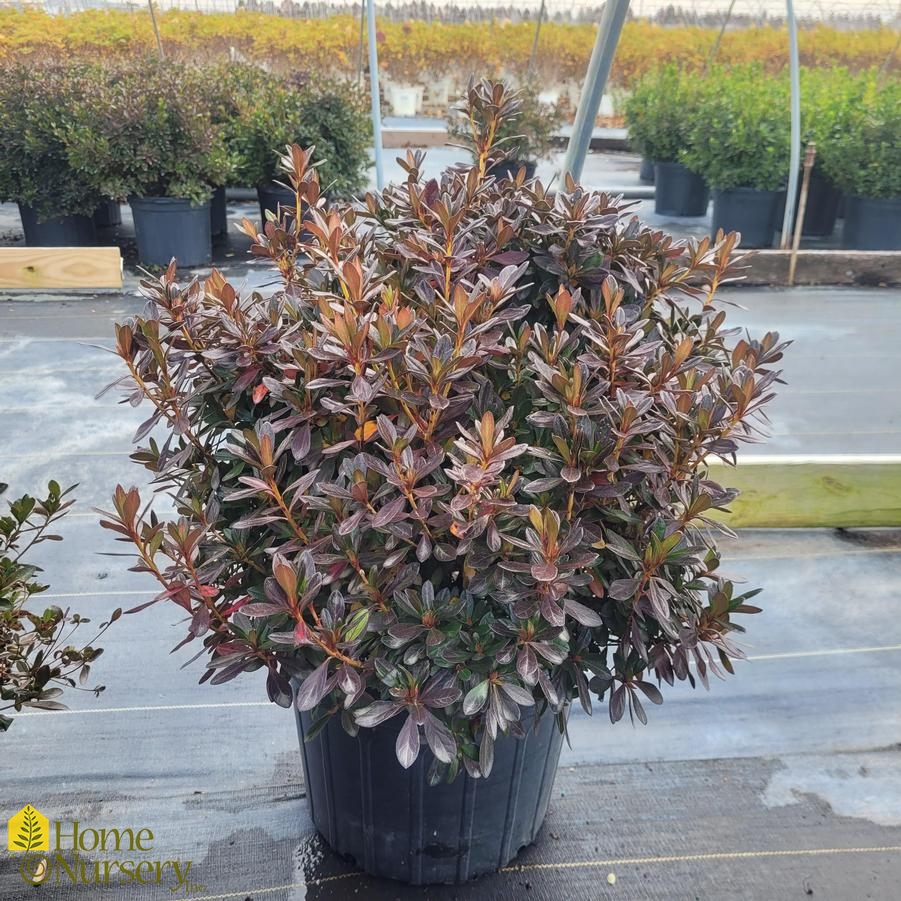 Rhododendron x 'Girard's Purple'