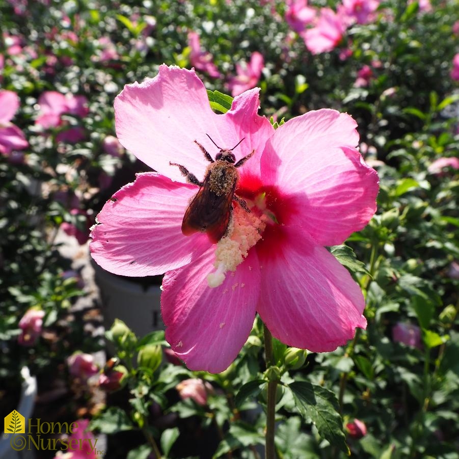 Hibiscus syriacus Lil' Kim® Red