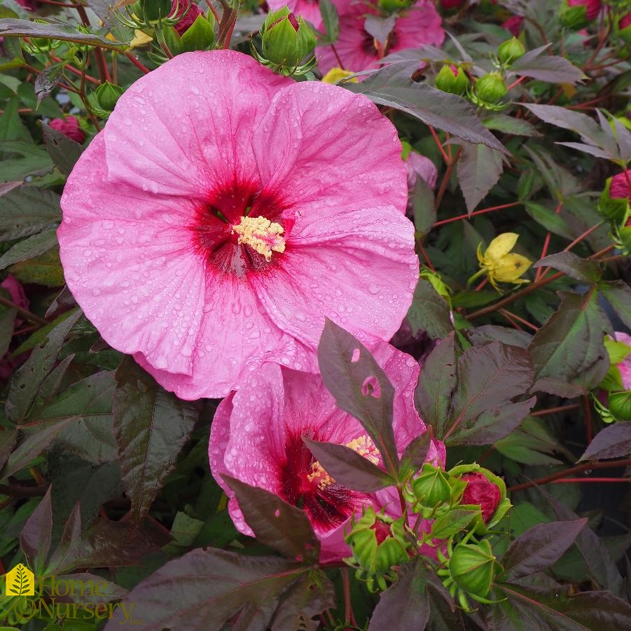 Hibiscus x Summerific® 'Berry Awesome'