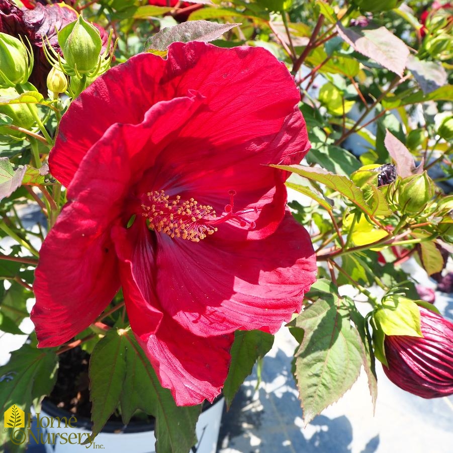 Hibiscus x Summerific® 'Cranberry Crush'