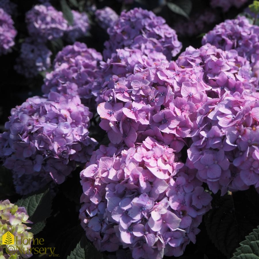 Hydrangea macrophylla Endless Summer® Bloomstruck®