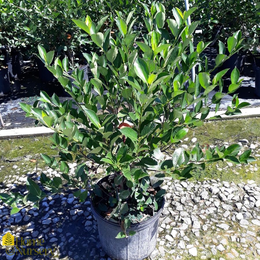 Aronia arbutifolia 'Brilliantissima'