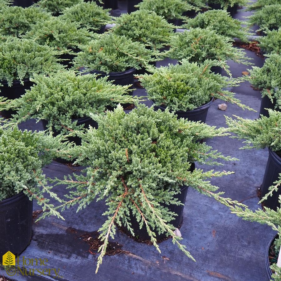 Juniperus procumbens 'Greenmound'