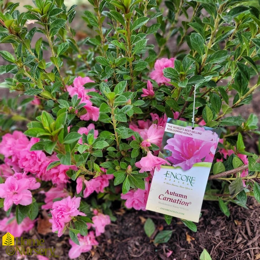 Rhododendron Encore® Autumn Carnation®