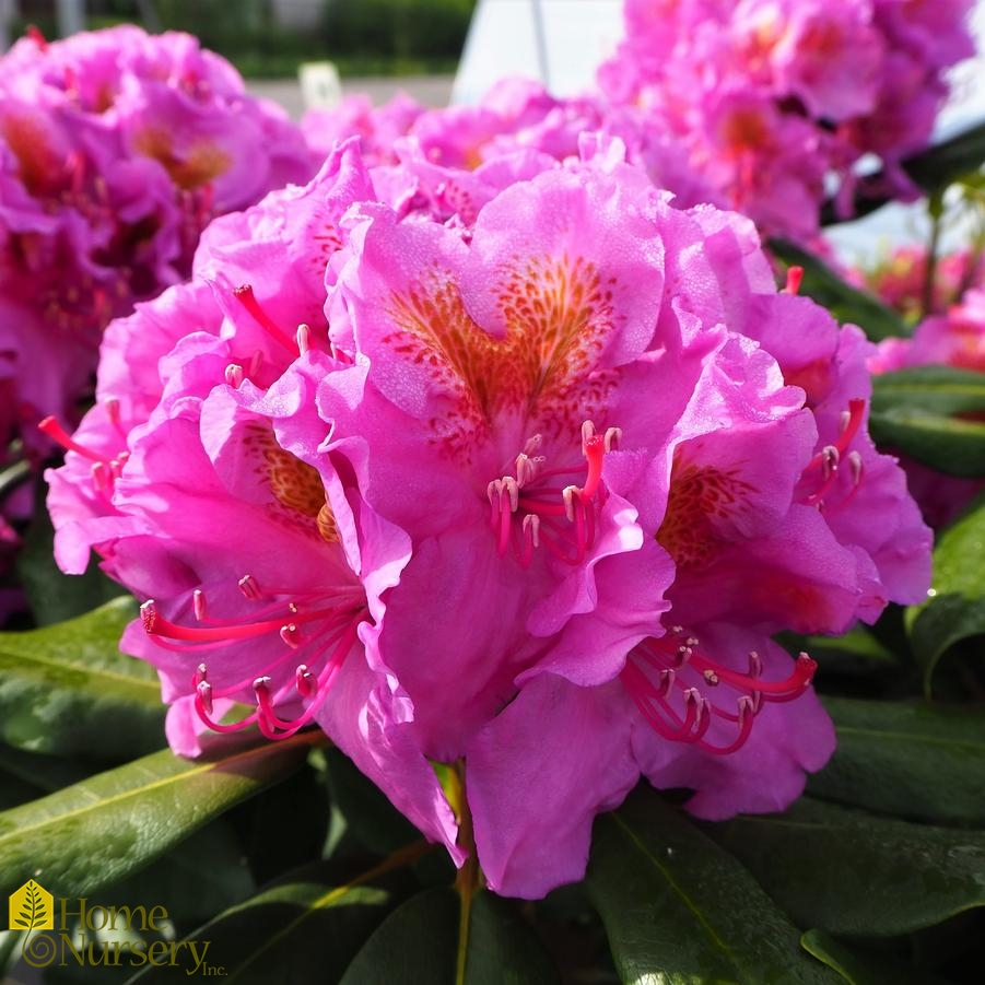 Rhododendron x Dandy Man® Purple