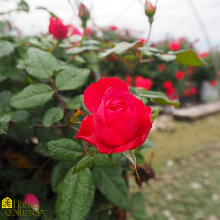 Rosa x Oso Easy Double Red®