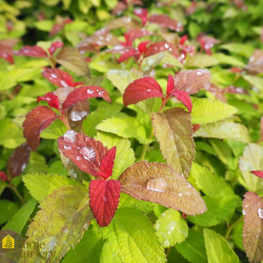 Spiraea japonica Double Play® Candy Corn®