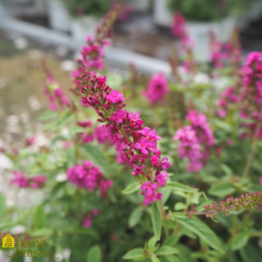 Buddleia x Lo & Behold 'Pink Micro Chip'