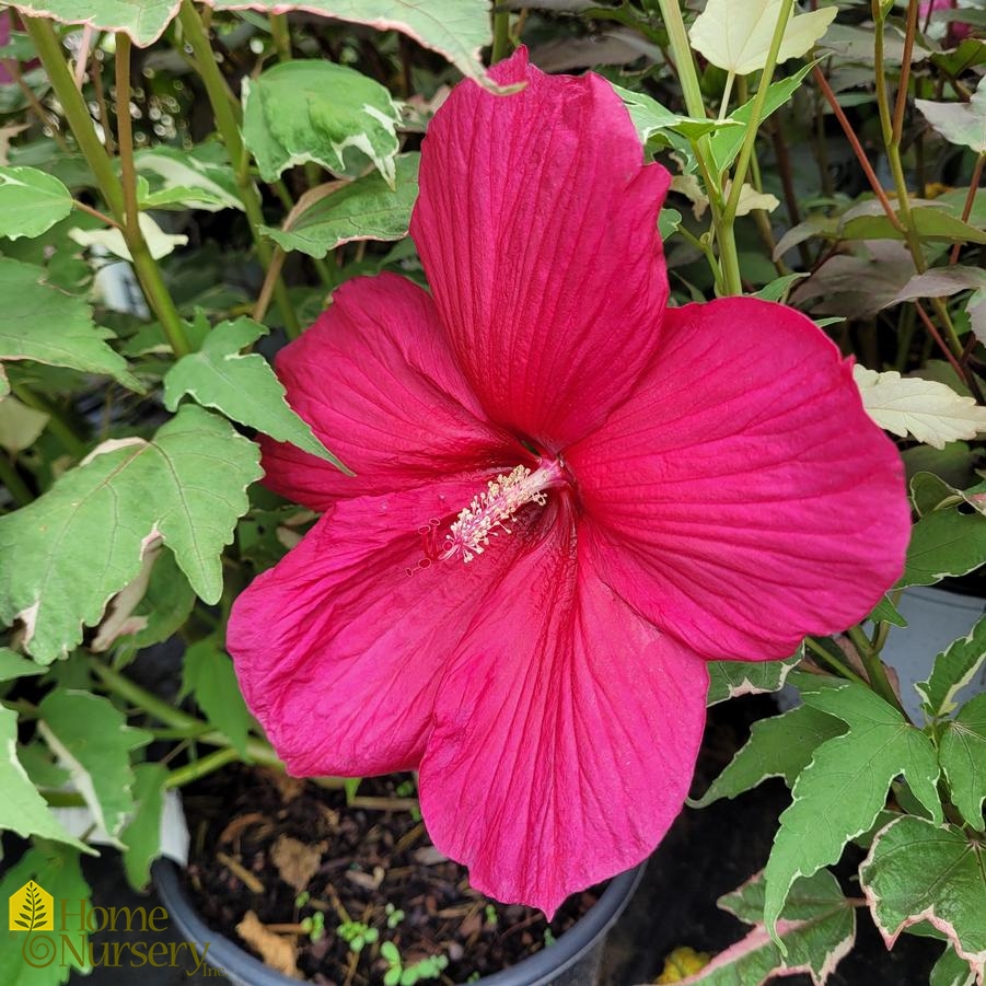Hibiscus x 'Summer Carnival'