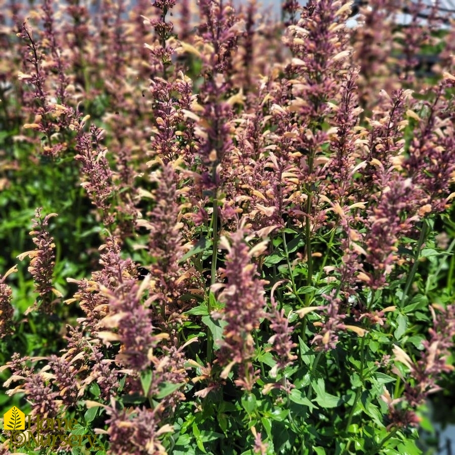 Agastache Meant to Bee™ 'Queen Nectarine'