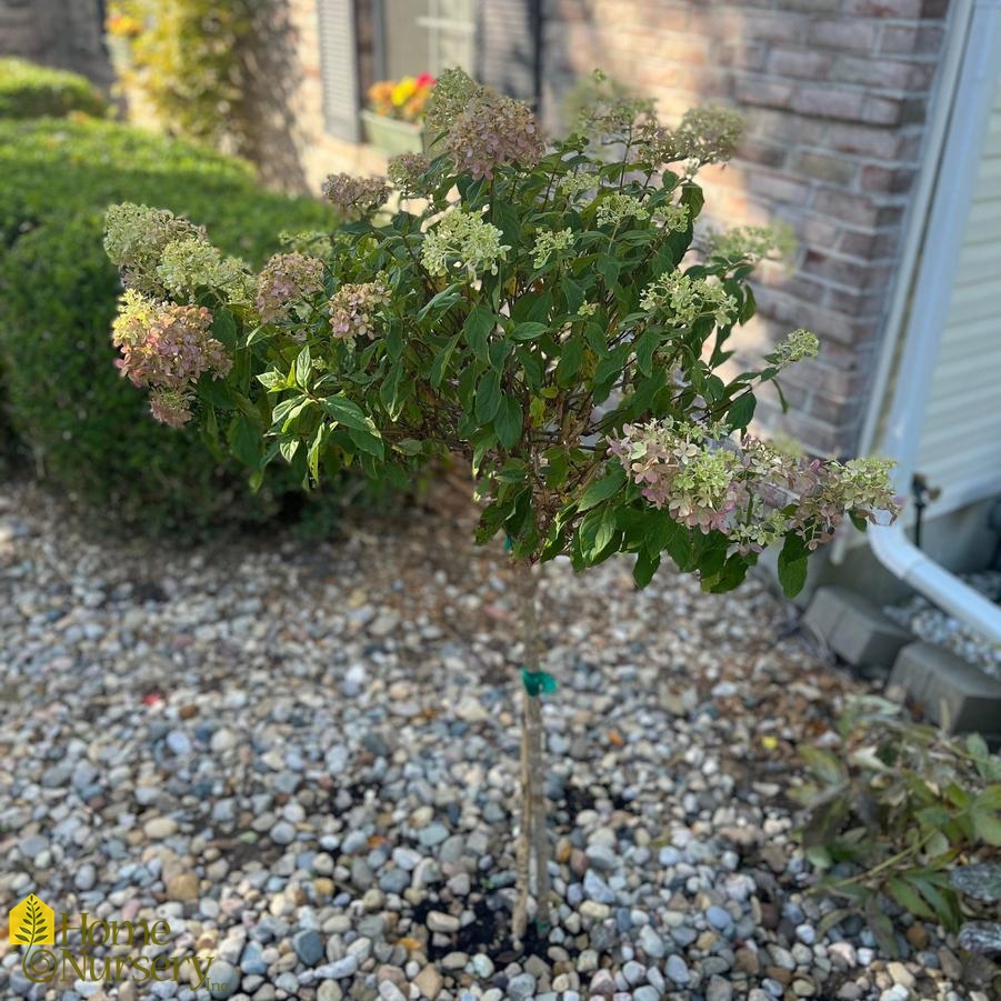 Hydrangea paniculata Little Lime® tree