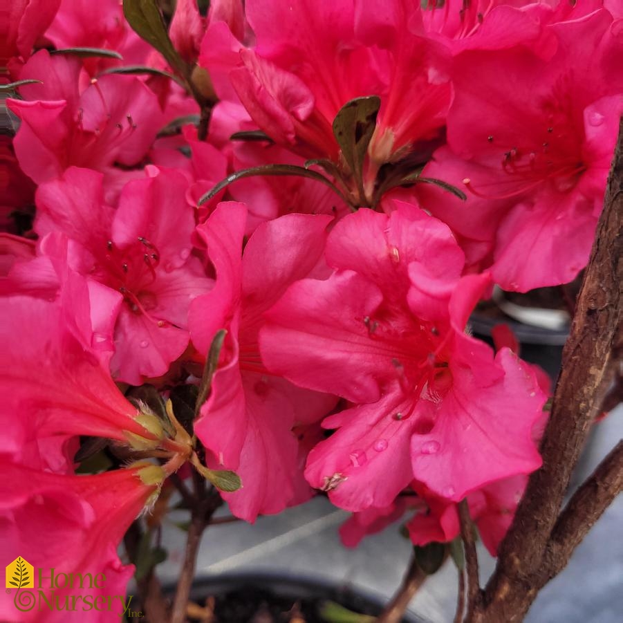 Rhododendron x 'Girard's Rose'