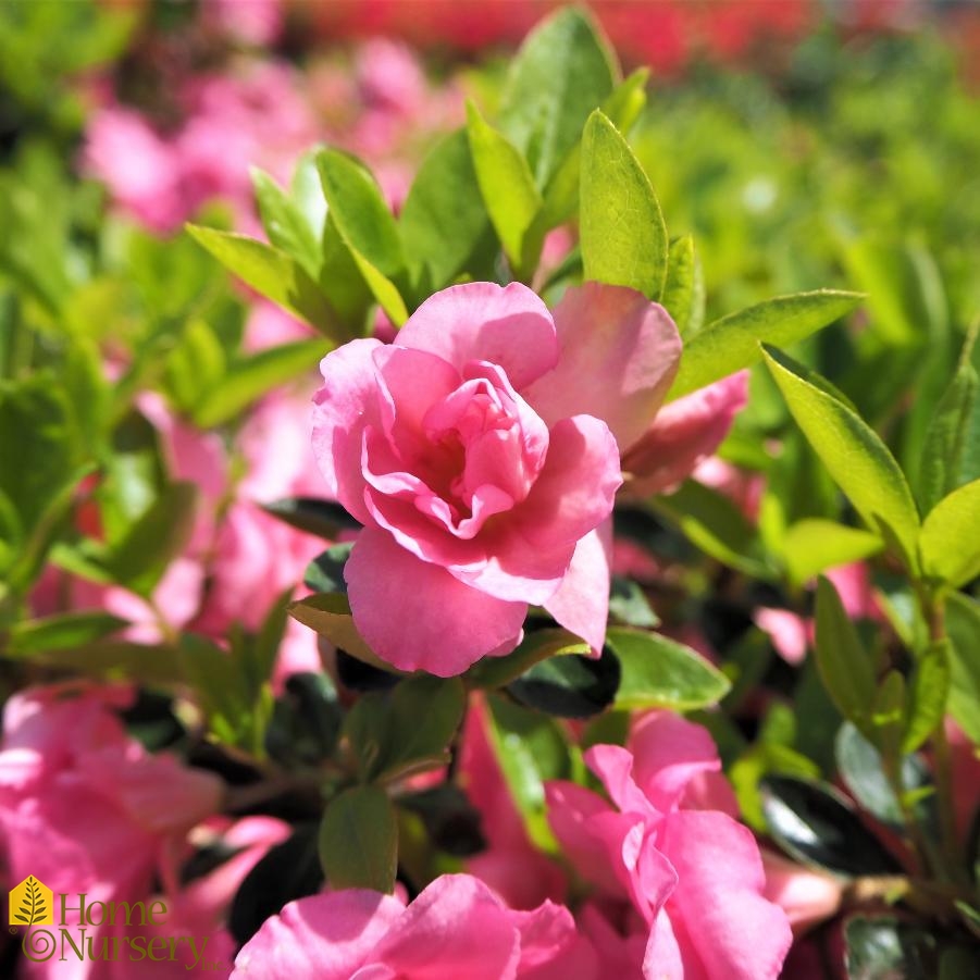 Rhododendron x 'Rosebud'