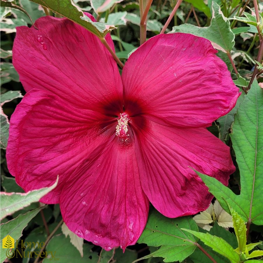 Hibiscus x 'Summer Carnival'