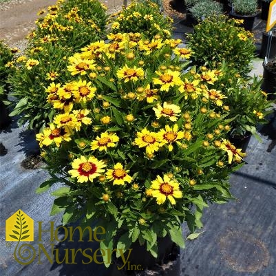 Coreopsis x Uptick™Yellow and Red