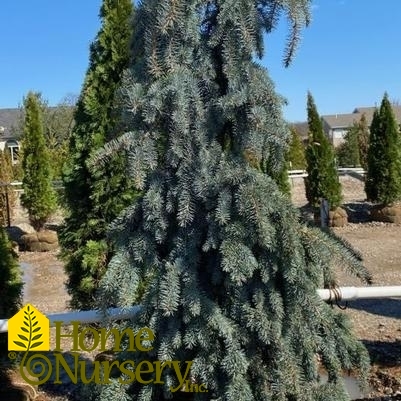 Picea pungens 'The Blues'